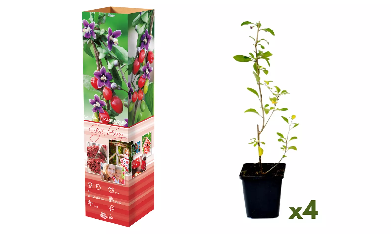 4 plantas de Goji