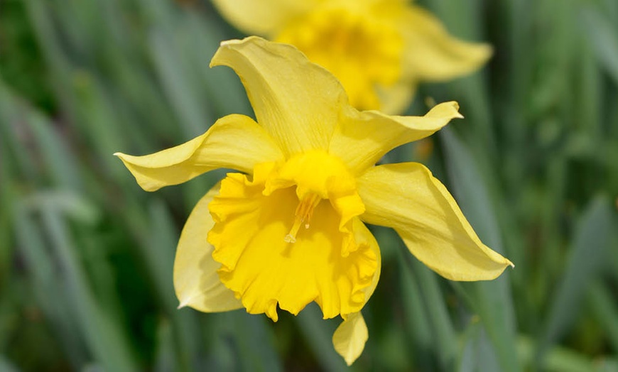 Image 3: King Alfred Daffodil Bulbs – Pack of 20 or 40 for Spring Flowering