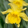 Image 3: King Alfred Daffodil Bulbs – Pack of 20 or 40 for Spring Flowering