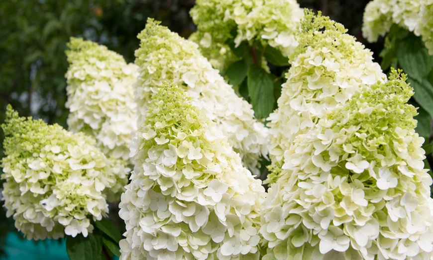 Image 1: Hydrangea Magical Moonlight 9cm Pot - One or Two Plants