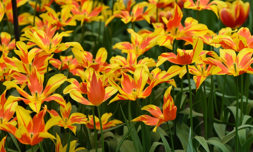 Image 9: Sunset-Coloured Tulip Bulb Collection 