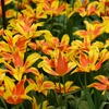Image 9: Sunset-Coloured Tulip Bulb Collection 