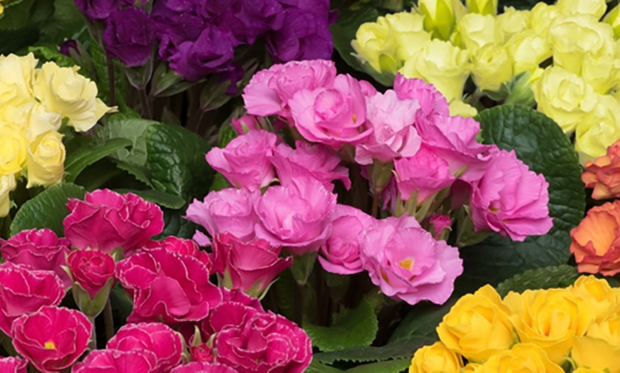 Image 16: Winter Flowering Primrose Mix - 24, 48 or 72 Plug Plants