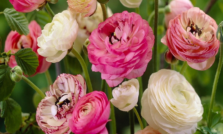 Image 1: 40x Ranunkel Pastel Blumenzwiebel-Mix