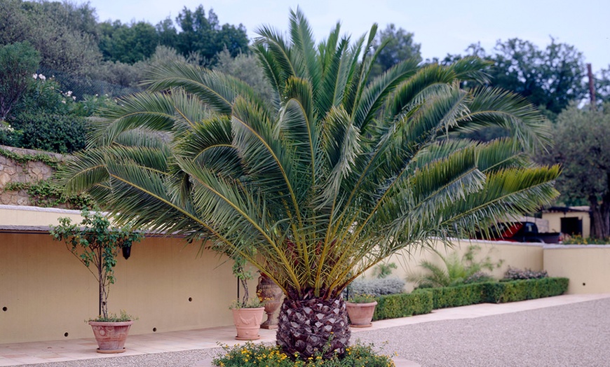 Image 10: Bis zu 4x Kanarische Dattelpalme „Phoenix Canariensis"