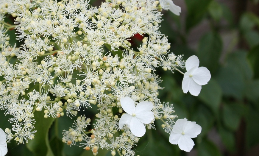 Image 3: 3er- oder 6er-Set Kletterhortensien mit Blüten in Weiß