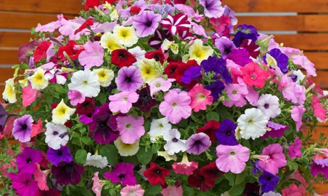 Groupon Unisex Navy Petunia Garden Ready Plants Collection: Petunia Easy Wave Ultimate Mixed 12 Garden Ready Plants