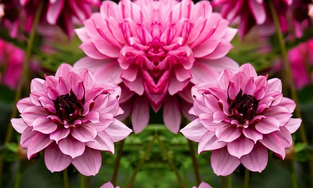 One, Three or Six Dahlia Creme de Cassis Plants - Primary Image