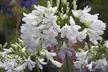 Agapanthus Blue & White Collection – 6 or 12 Plants - Second Medium