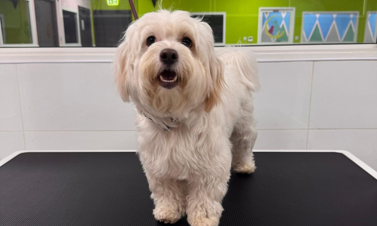 Pawfect Makeover: Basic & Full Pet Grooming For Cats And Dogs Pawfect Makeover: Basic & Full Pet Grooming For Cats And Dogs