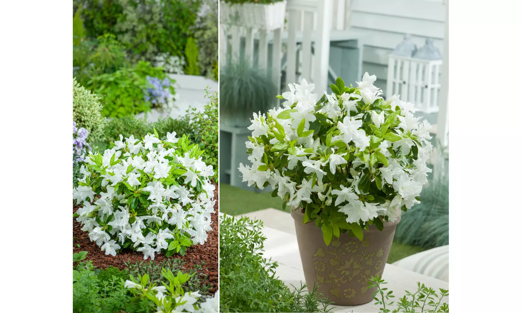 Set van 3, 4 of 8 Azalea's