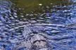 Explore Florida's Everglades with an Authentic Airboat Tour & Miccosukee Cultural Discovery - Second Medium