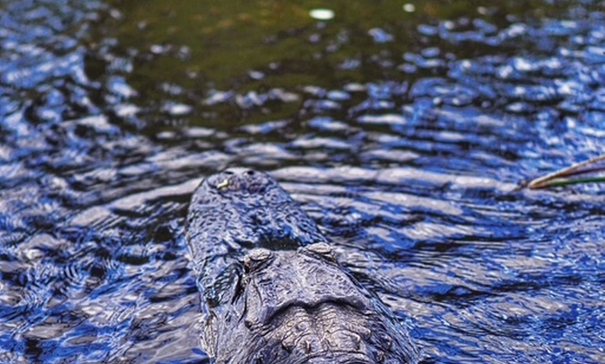 Image 2: Everglades Airboat Tour & Cultural Experience
