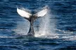 Ocean thrills await! Experience The Starlight Fleet’s Whale, Dolphin and Bird Watching Tours (Up to 30% Off)   - Second Medium
