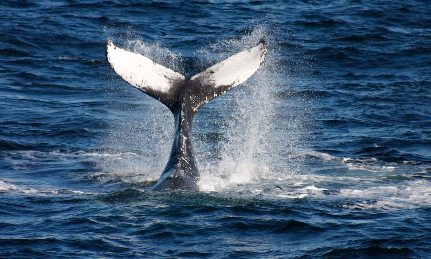 Image 1: 3-Hour Whale, Dolphin & Bird Trip - Experience Nature Close Up! 