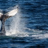 Image 2: Up to 30% Off Whale and Dolphin Watching at Starlight Fleet