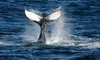 Embark on a 3-Hour Ocean Safari: Whales, Dolphins & Birds Await with The Starlight Fleet (Save 22%)!