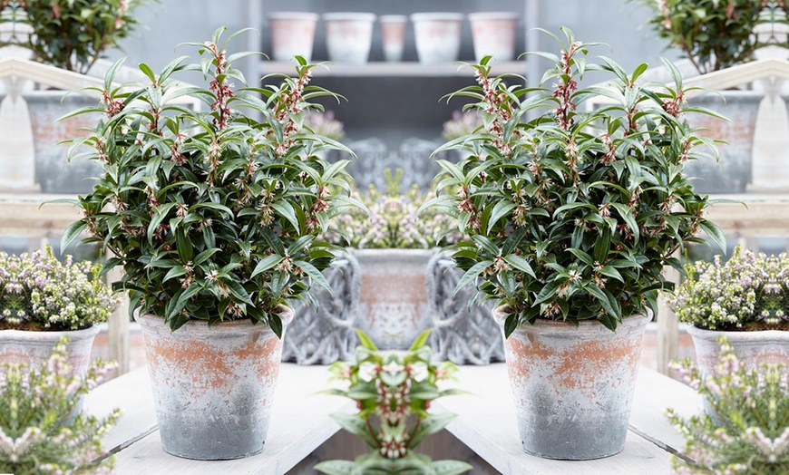 Image 4: Scented ‘Winter Gem’ Sarcococca confusa - Up to 4 Potted Plants