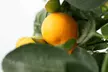 3x Calamodin- oder Zitronenbaum - Second Medium
