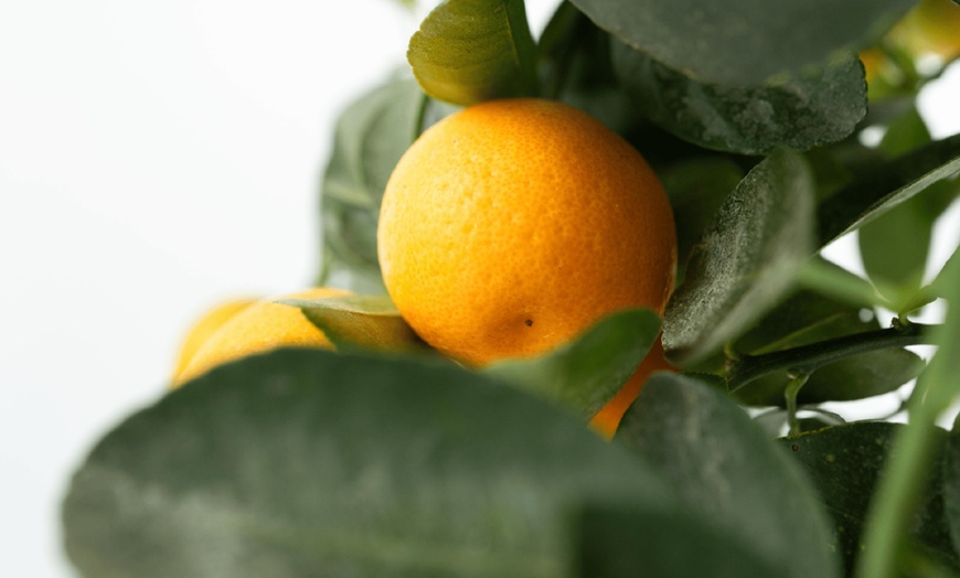Image 3: 3x Calamodin- oder Zitronenbaum