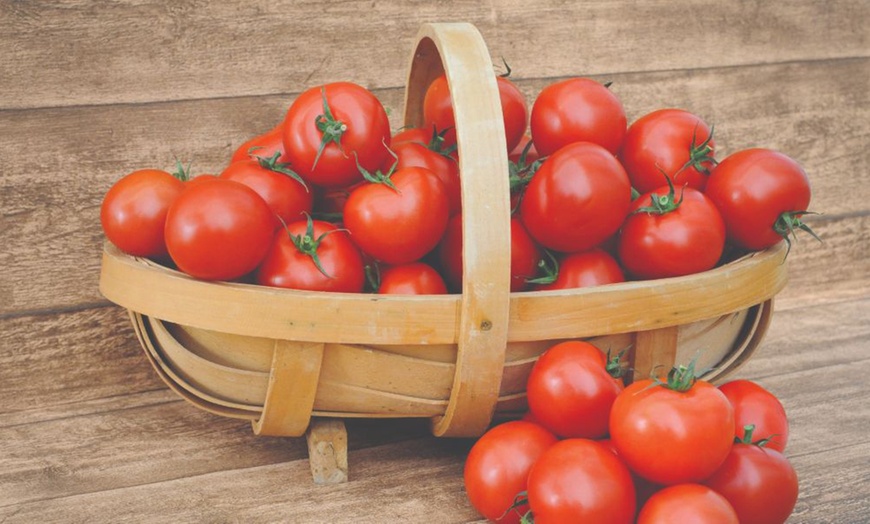 Image 4: Up to 6 Potted Plants or Up to 10 Postiplugs of Mixed Tomato Plants