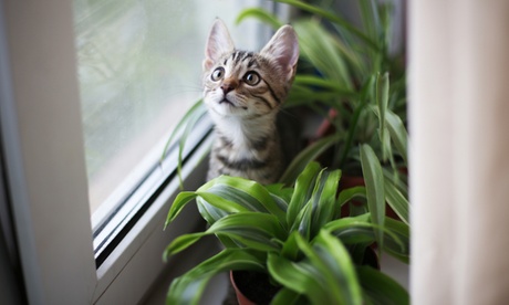 3 o 6 piante adatte per animali domestici