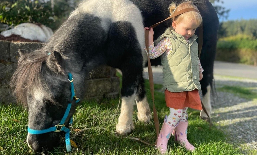 Image 3: 30 or 60-Min Horseback Riding Lessons: One or Parent/Tot – Select Days