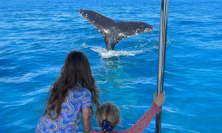Image 1: Four-hour of Whales & Beaches, Big Woody Hiking, or Island Hopper