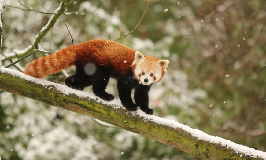 Image 20: General Admission to Belfast Zoo For Child, Adult, or Family 