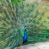 Image 8: Balade nature et biodiversité à deux pas de Paris