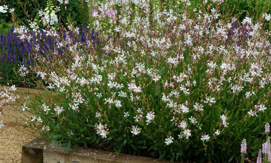 Image 1: Perennial Gaura Sparkle White- 1 or 3 Potted Plants