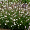 Image 1: Perennial Gaura Sparkle White- 1 or 3 Potted Plants