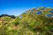 Guided Golden Gate Park Walking Tour with California Academy of Sciences Ticket - Optional VIP Upgrade - Second Medium