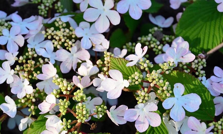 Image 2: Viburnum plicatum 'Kilimanjaro Sunrise'