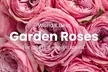 A floral treasure: Garden & Peony-Style Roses from Rosaholics (Up to 71%% Off) - Second Medium