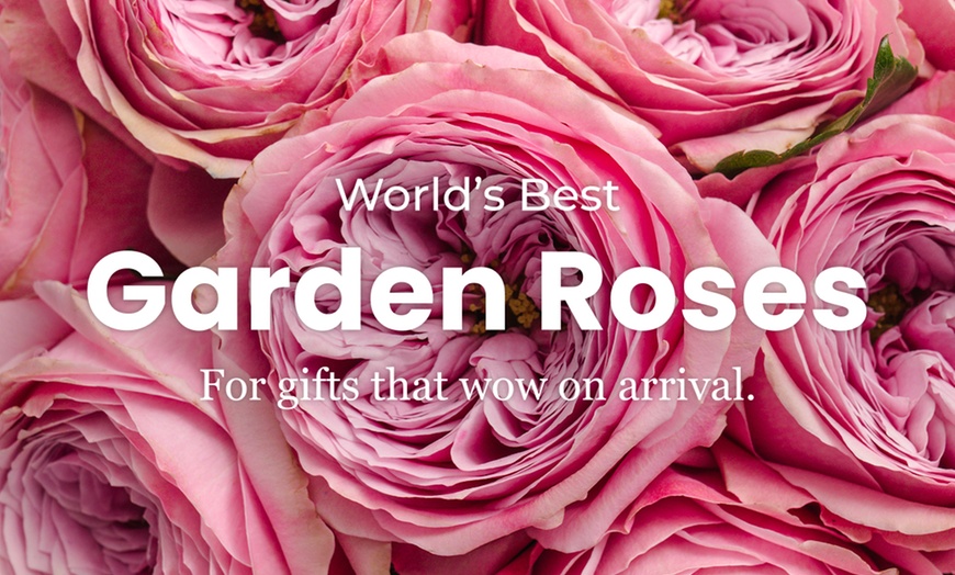 Image 2: A floral treasure: Garden & Peony-Style Roses from Rosaholics (Up to 71%% Off) 