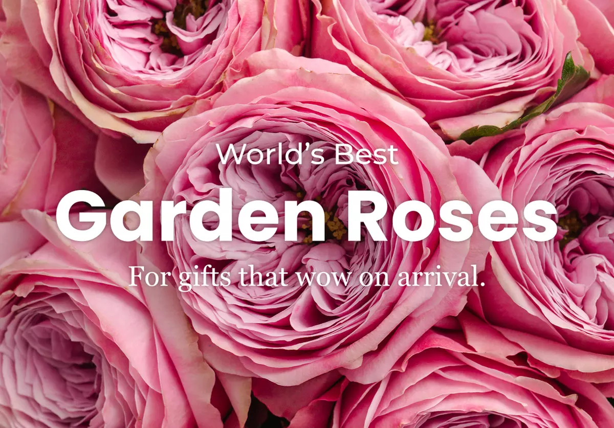 A floral treasure: Garden & Peony-Style Roses from Rosaholics (Up to 71%% Off)
