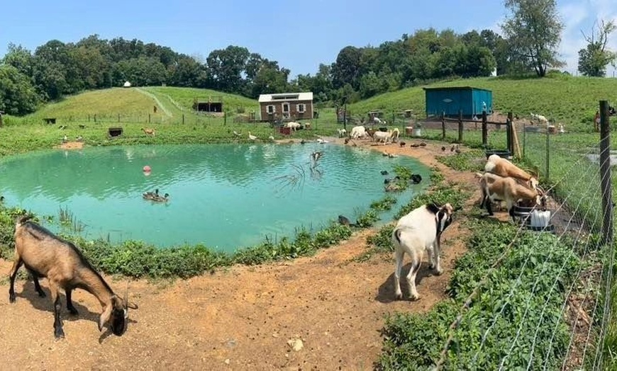 Image 2: Explore Gnome Hollow with Family Farm Admission Options