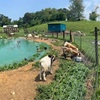 Image 2: Explore Gnome Hollow with Family Farm Admission Options