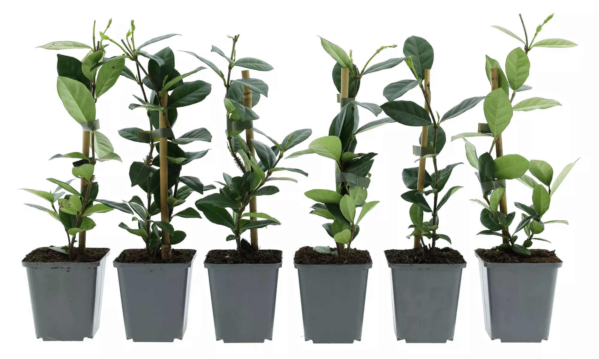 Set de 3 o 6 plantas de jazmín toscano, listas para plantar