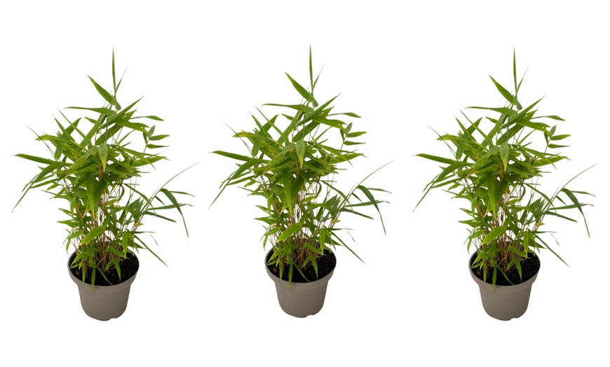 Image 7: Bambous noirs "Black Dragon - Fargesia nitida"