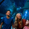 Image 1: Save 20% on SEA LIFE Sunshine Coast   Weekends Included! Adult & Child