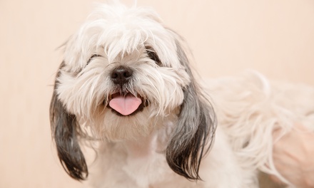 Grooming for Small Cats and Dogs (0-10kg)