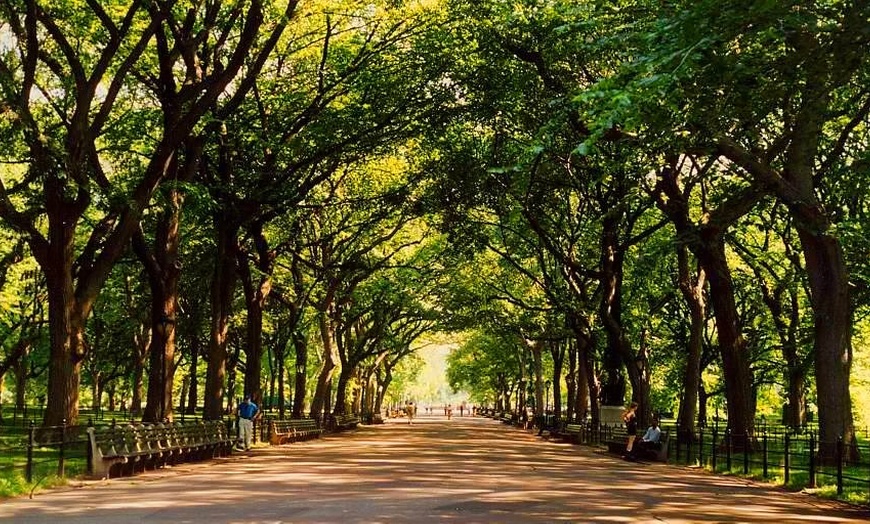 Image 5: 60- or 90-Min Central Park Pedicab Tour for Two or Three People
