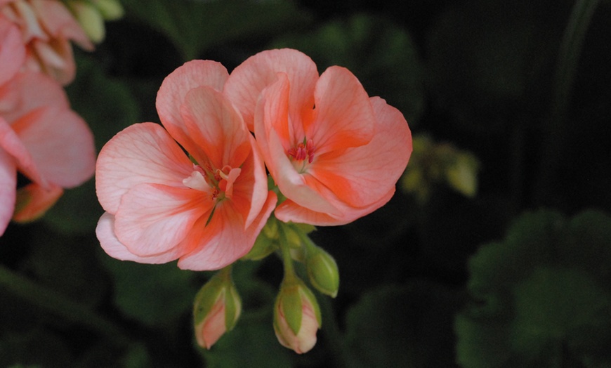 Image 10: 5, 15 or 30 Jumbo Plug Plants of Geranium Giant
