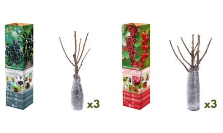 OH2 Set de plantas de frutos rojos,Set de 6 , 3 de cada, Red