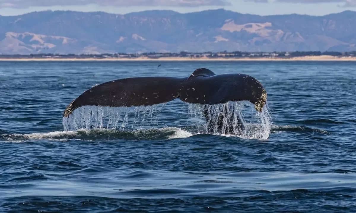 Whale Watching Tours – Monterey Bay
