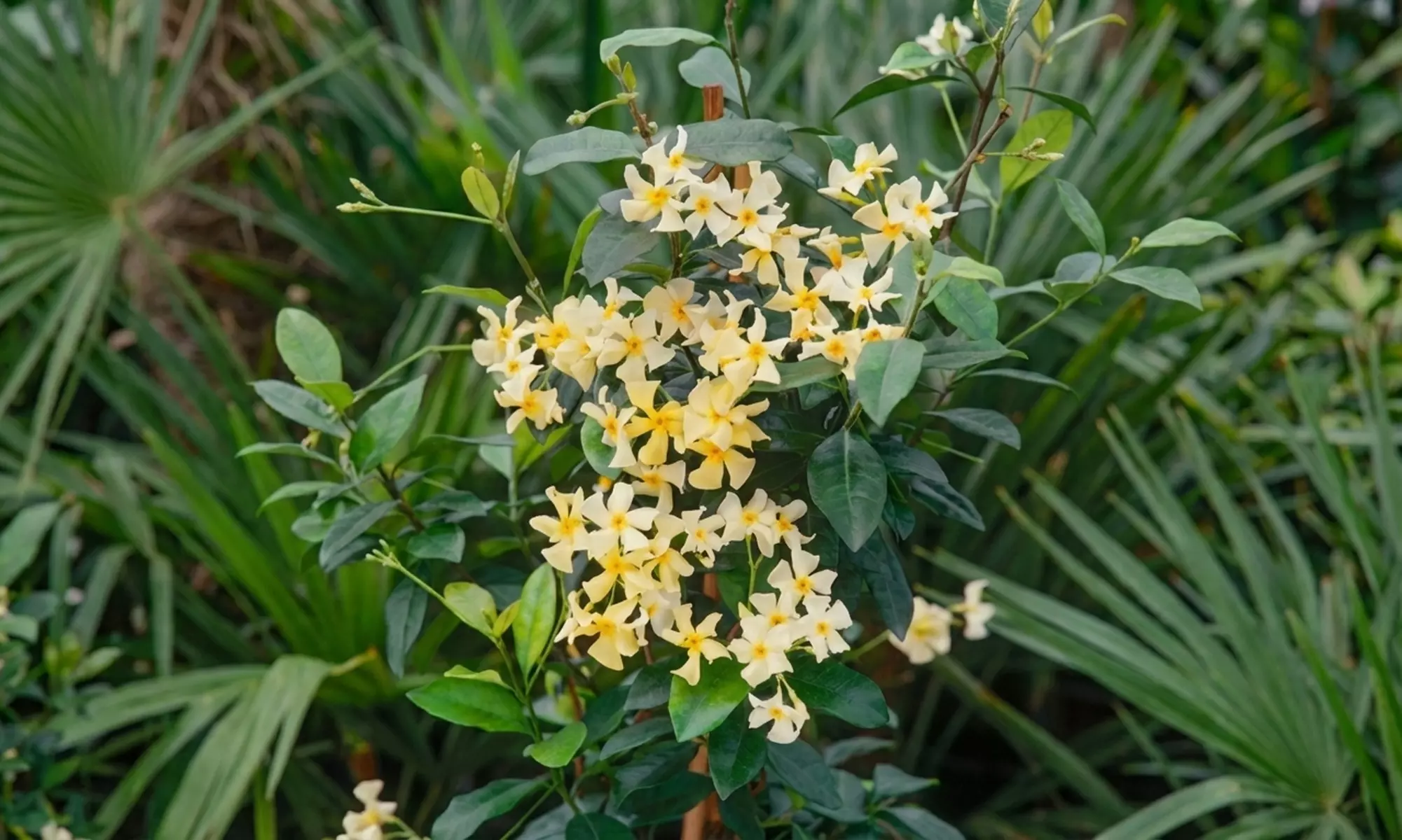 1 of 2 Toscaanse Jasmijnplanten XXL (110-120 cm)