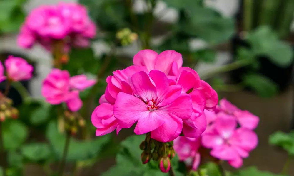 30 or 60 Geranium ‘Jackpot’ Summer Colour Collections