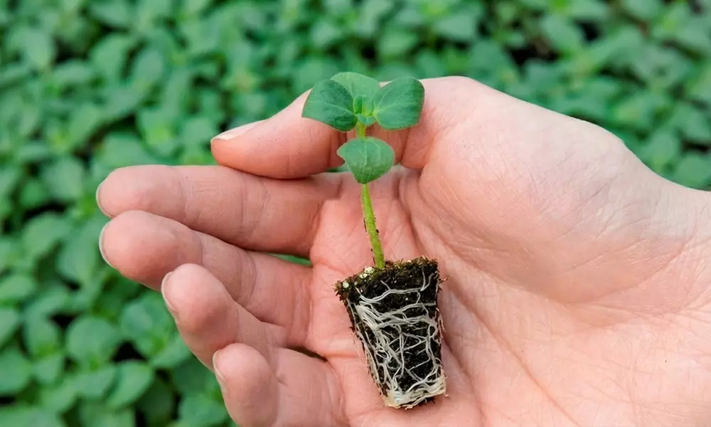 Up to 42 Petunia 'Superbissima Triumph Mix' Plants